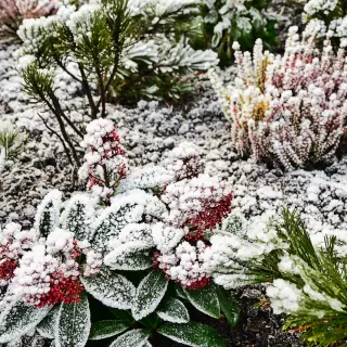 Co grozi roślinom zimującym w ogrodzie? Część I: mróz, wiatr, susza fizjologiczna